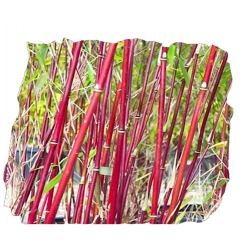 Nasiona Bambus czerwony szt.5 N338